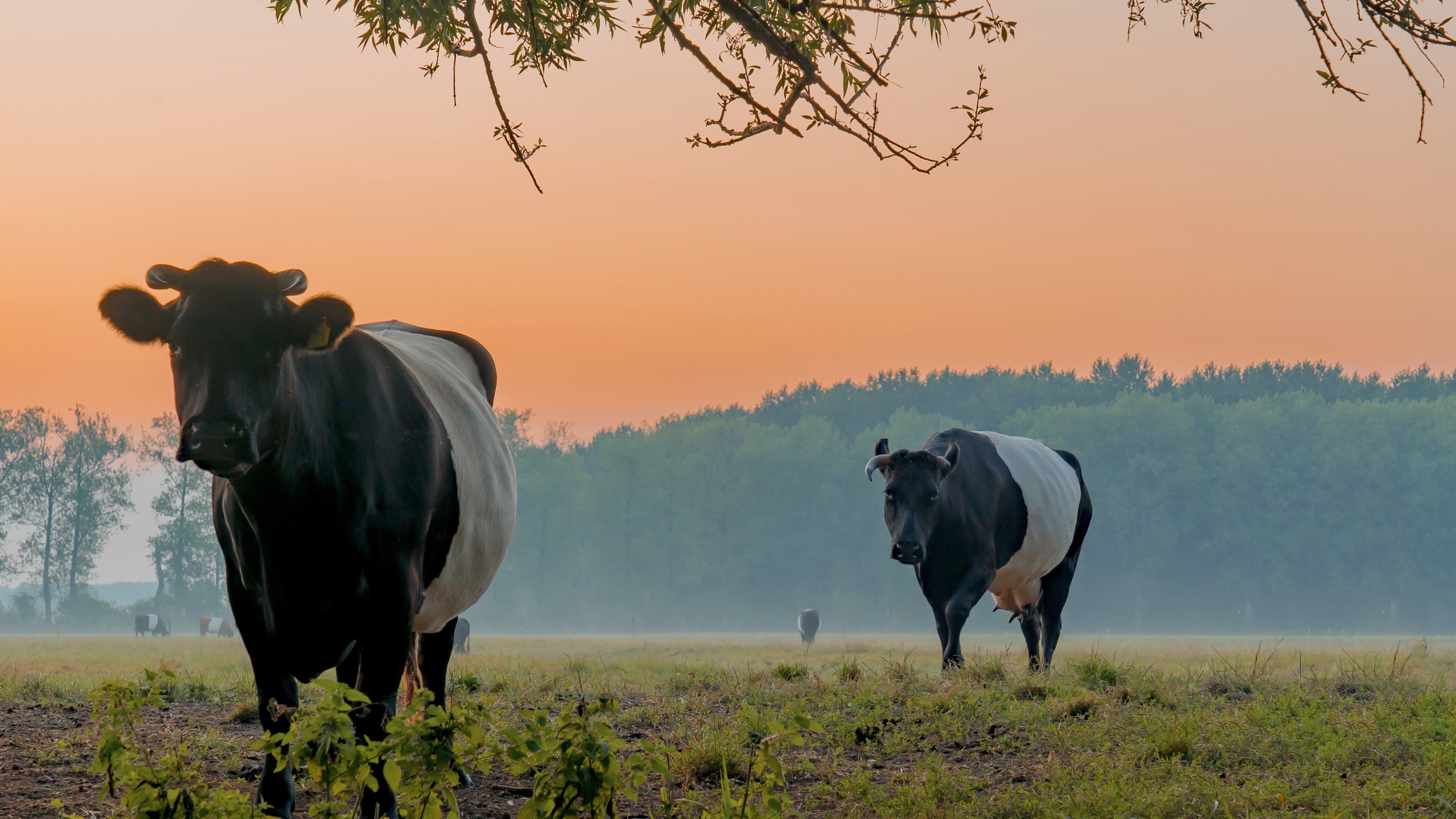 Foto gemaakt door Chris Biesheuvel - Beesd