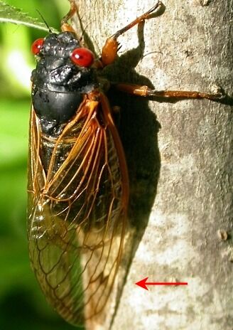 Foto gemaakt door Martin Hauser (via Wikipedia).  - De cicade, waarom het in de VS gaat, heeft opvallende rode ogen. 