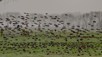 Foto gemaakt door Chris Biesheuvel 