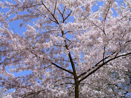 Vleug lente deze week