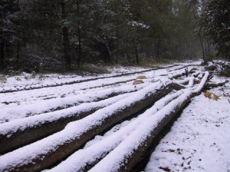 Foto gemaakt door Herman Dute - Driebergen - Op de Utrechtse Heuvelrug viel een paar centimeter sneeuw