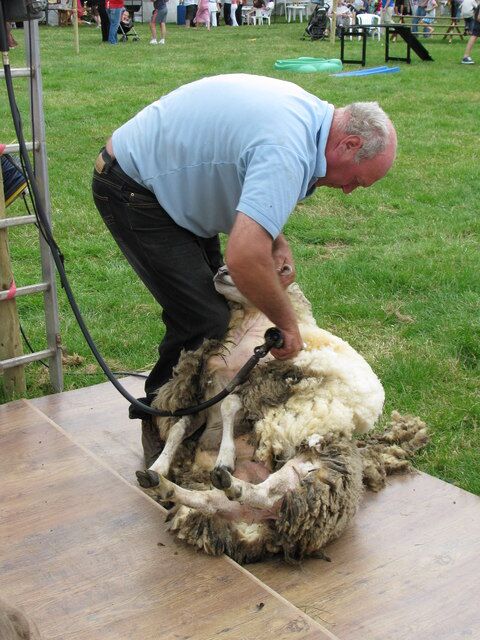 Foto gemaakt door Paul Kennington - Een schaap wordt geschoren terwijl het bewolkt is. 