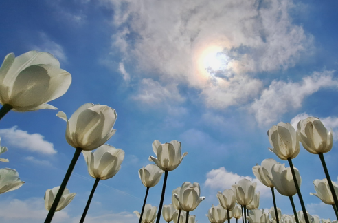 Foto gemaakt door Arnout Bolt - Zijldijk - Witte tulpen