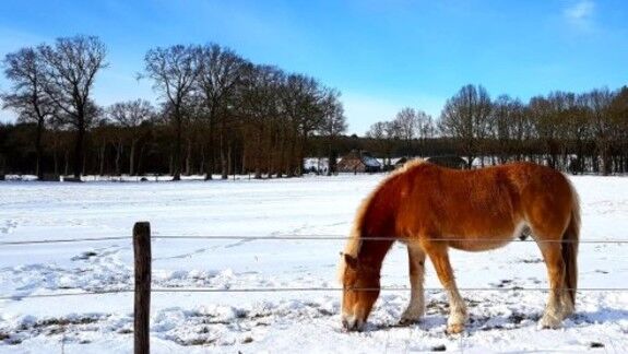 Foto gemaakt door M.E Putto - Lemelerberg - paard in de sneeuw