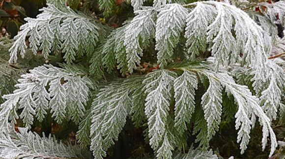 Foto gemaakt door MP - Ruige rijp op conifeer