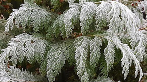 Foto gemaakt door M.E Putto - Ruige rijp op conifeer Foto gemaakt door M.E Putto - Ruige rijp op conifeer