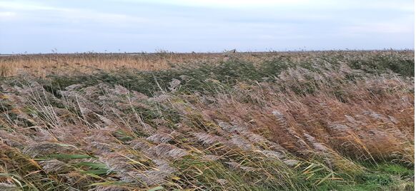 Foto gemaakt door Grieta Spannenburg - Marker Wadden - Riet en lisdodden te over voor baardmannetjes. Het is bij wind wel even zoeken, want ze zitten dan vaak onderin de stelen verstopt.