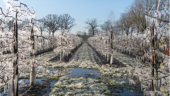 Foto gemaakt door Jos Hebben - In het voorjaar moesten fruitbomen vaak besproeid worden om vorstschade te voorkomen.