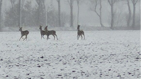 Foto gemaakt door Francien Tax - Roosendaal - Bij Roosendaal rennen de reeën door de sneeuw.