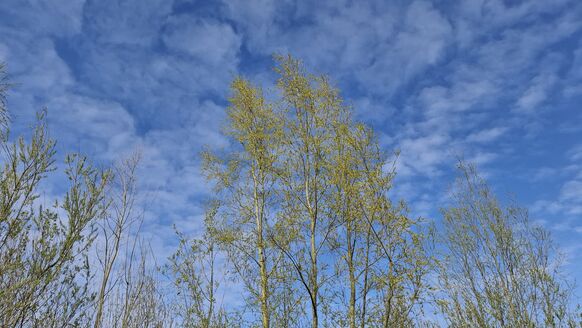 Foto gemaakt door Jolanda Pelkmans - Bavel - Ook verschillende bomen staan volop in bloei Foto gemaakt door Jolanda Pelkmans - Bavel - Ook verschillende bomen staan volop in bloei