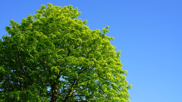 Foto gemaakt door Toon Boons - Vorig jaar was in de lente regelmatig sprake van dagenlang blauwe luchten en droog weer, deze lente (nog) niet. Mogelijk komt daar half april verandering in.