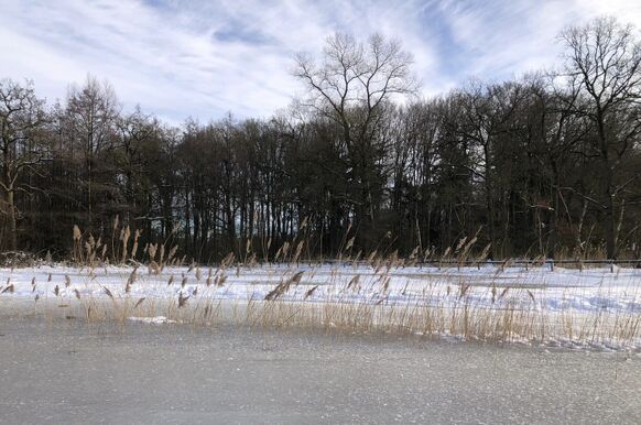 Foto gemaakt door Diana Sandelowsky - Apeldoorn - Sprookjesachtig wit in februari 2021