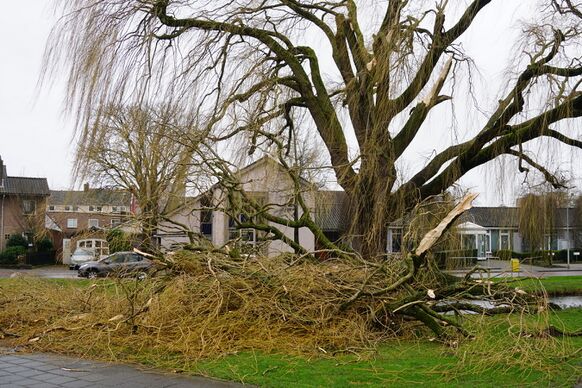 Foto gemaakt door Joost Mooij - Veel bomen begaven het tijdens de stormachtige periode in februari. Het stormde maar liefst 6 dagen op rij.
