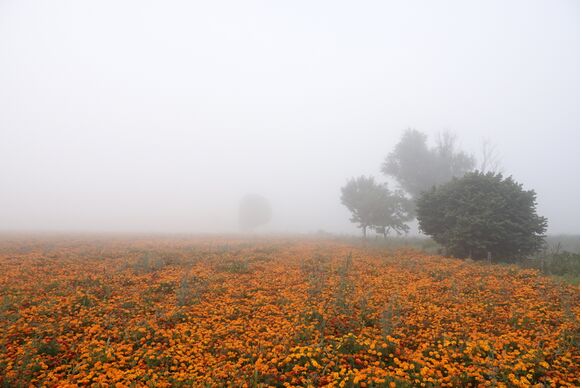 Foto gemaakt door Ben Saanen - Vanochtend was hier en daar sprake van dichte mist. Later kwam het zonnetje erdoor.  