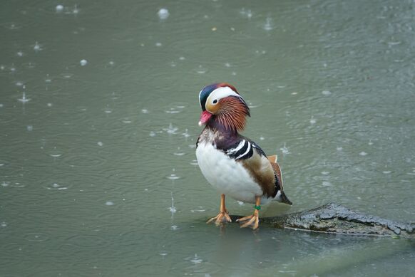 Foto gemaakt door Fas Vermeulen - Een mandarijneend in de regen.