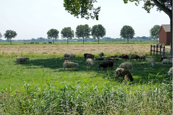 Foto gemaakt door Fas Vermeulen - Leerdam - Deze schapen in een weiland bij Leerdam zijn maar wat blij dat ze in de schaduw kunnen staan.
