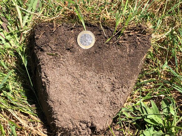 Foto gemaakt door Erwin Lankheet - De wel begroeide grond in de tuin van Erwin Lankheet in Haaksbergen. Hier drong het vocht tot een diepte van slechts 5 centimeter de grond in.