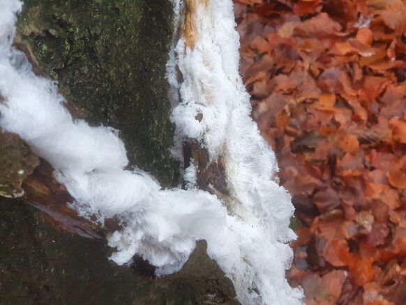 Foto gemaakt door Reinout van den Born - Imbos - IJshaar in de bossen tussen Arnhem en Apeldoorn. 