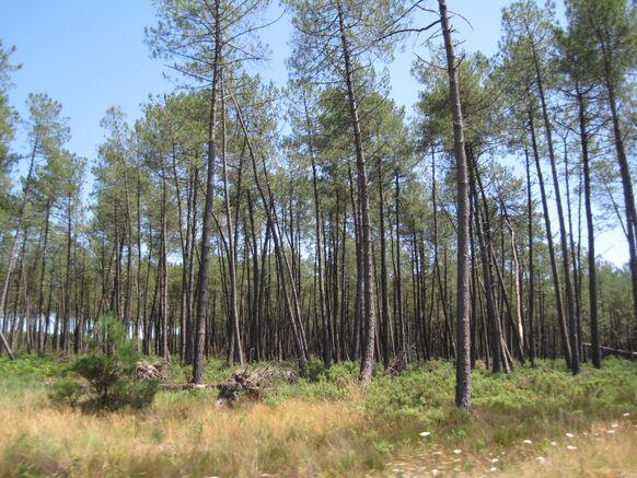 Foto gemaakt door Wikipedia - Les Landes - De pijnboombossen in Les Landes zijn op initiatief van Napoleon aangeplant. 