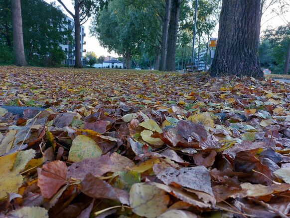 Foto gemaakt door Jelmer van der Graaff - Rotterdam - Door de aanhoudende droogte laten steeds meer bomen hun bladeren vallen.