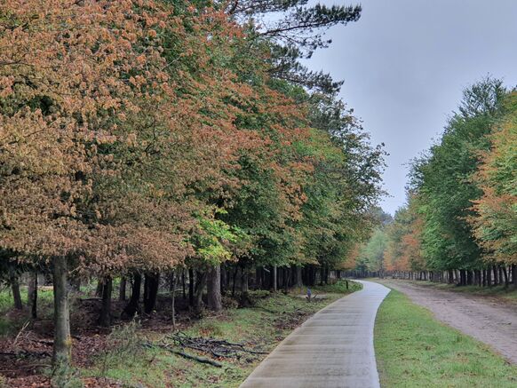 Foto gemaakt door Reinout van den Born - Terlet - Jonge beukjes verloren in het voorjaar door de droogte hun blad al vroeg. 