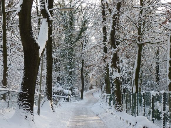 Foto gemaakt door Reinout van den Born - Nijmegen - Kerst 2010: sprookjesachtig mooi. 