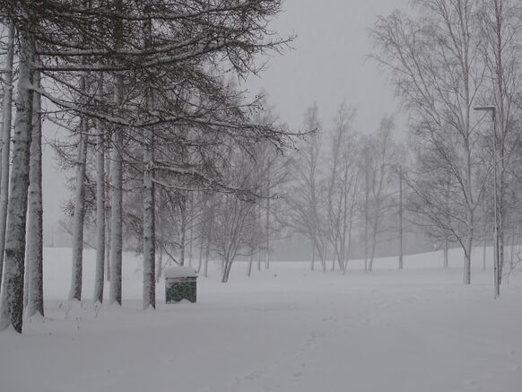Foto gemaakt door Daan van den Broek - De boomstammen werden door het stuiven van de sneeuw ook mooi wit aan één kant. 