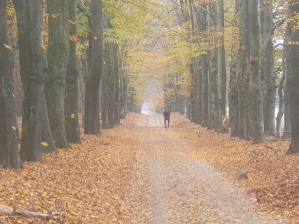 Foto gemaakt door Reinout van den Born - Arnhem - Het blad valt spontaan van de bomen. 