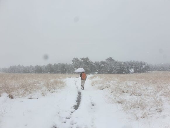Foto gemaakt door Reinout van der Born - Op de hoogste delen van de Veluwe ligt echt al een pak sneeuw. Hier al bijna 10 centimeter!