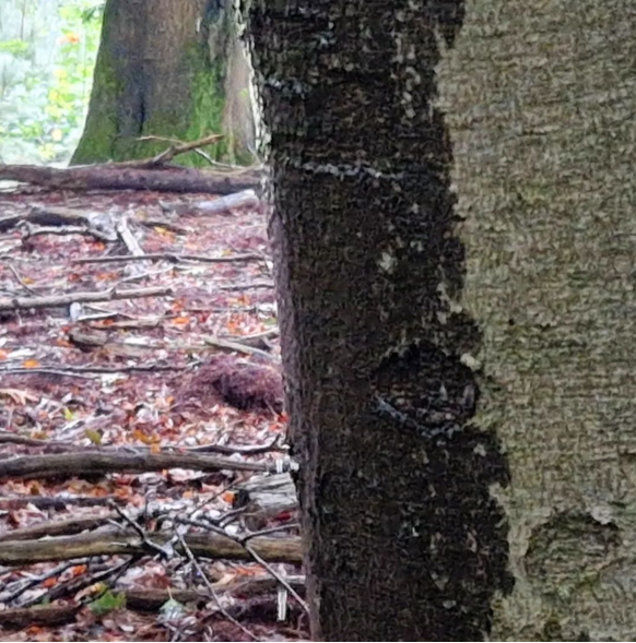 Foto gemaakt door Reinout van den Born - Velp - Het water komt in stroompjes van de bomen af.