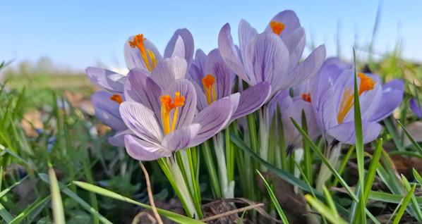 Foto gemaakt door Jolanda Pelkmans - Gilze - Veel bloemen bloeien in de stralende zon