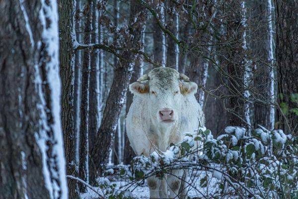 Foto gemaakt door Corné Ouwehand  - Zuiderheide - Zondag 5 januari was er tijdelijk een wit landschap na sneeuwbuien die over Nederland trokken