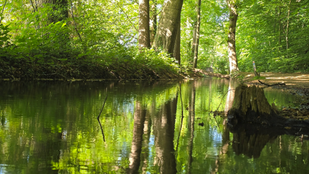 Foto gemaakt door Ton de Branbander - Renkum - Het groene beekdal sprankelt