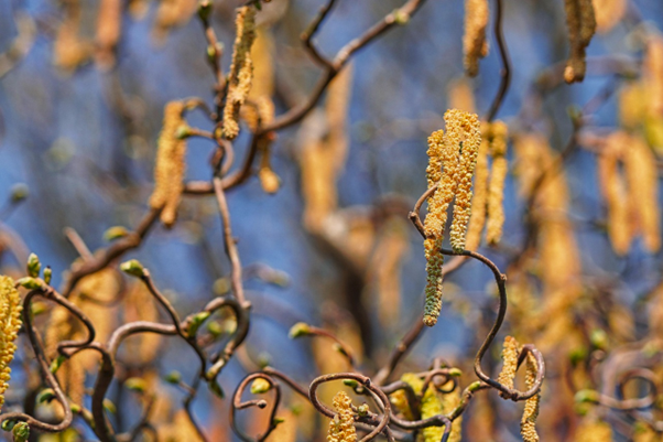 De katjes hangen al aan de bomen. Bron: pixabay