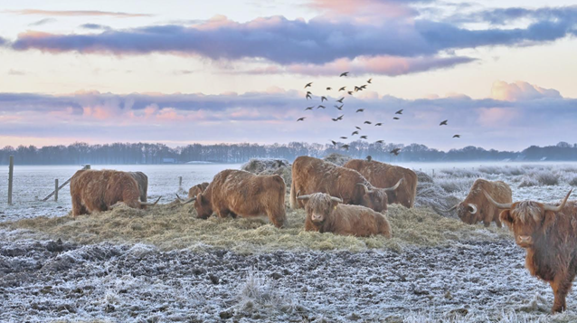 Foto gemaakt door Arjan Pat - Hijkerveld - Vorst kleurde het landschap extra mooi vanochtend