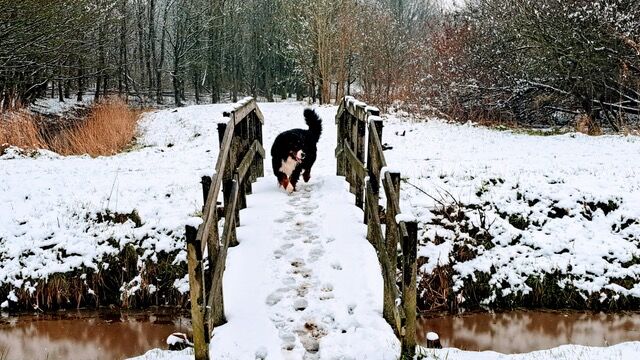 Foto gemaakt door Arna Hulsegge - Leeuwarden - In het noorden van Nederland viel rond 12 februari een dik pak sneeuw