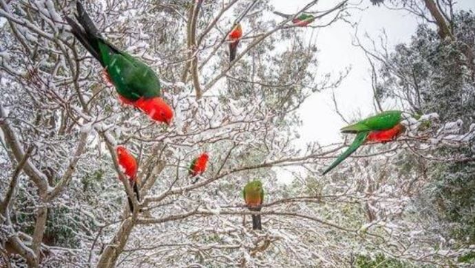 Foto gemaakt door Cory Papineau - Blue Mountains Nat Park, Australie - Bijzonder gezicht zo!
