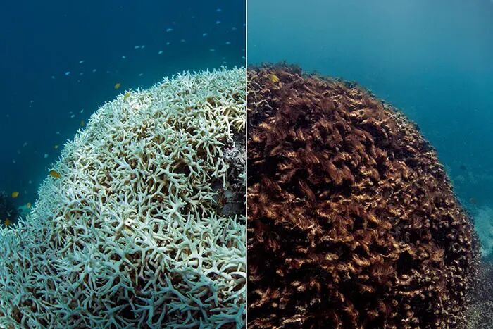 Foto gemaakt door The Ocean Agency - Great Barrier Reef, Australië - Verbleekt koraal (links) dat na een paar maanden afstierf en bedekt werd met zeewier (rechts).