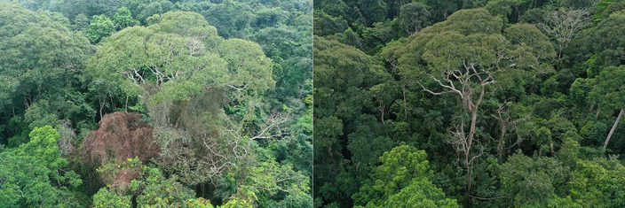 Foto gemaakt door Evan Gora - Een Dipteryx oleifera-boom net na de blikseminslag in 2019 (links) vergeleken met twee jaar later (rechts). De boom overleefde de inslag met minimale schade en profiteerde van verwijderde parasieten en concurrenten.