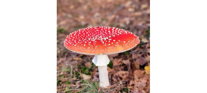 Foto gemaakt door A. Melkert - Kaapse Bossen - Het is paddenstoelentijd! Typisch voor de herfst met een hoge luchtvochtigheid