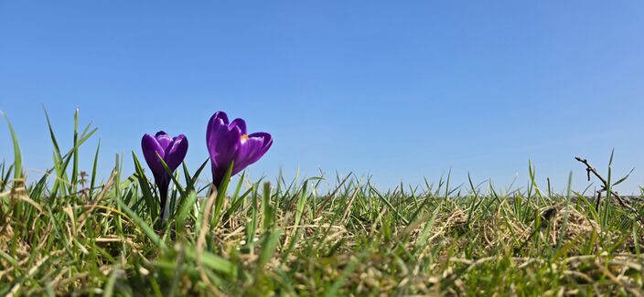 Foto gemaakt door Arnout Bolt - Garnwerd, Groningen - Door het lenteweer staan krokussen in bloei Foto gemaakt door Arnout Bolt - Garnwerd, Groningen - Door het lenteweer staan krokussen in bloei