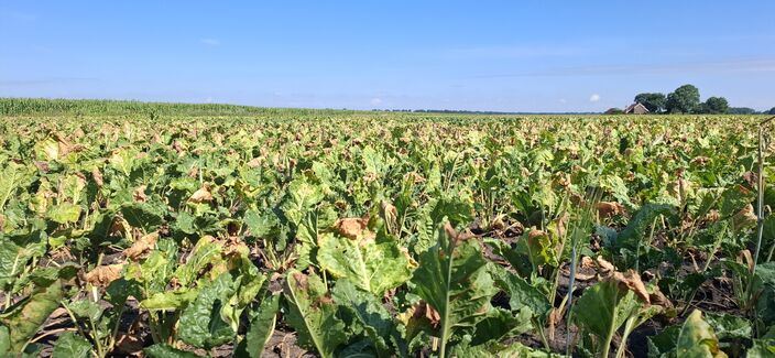 Foto gemaakt door Altjo Wubbema - Jipsingboertange - Veel droogte op landbouwgrond Foto gemaakt door Altjo Wubbema - Jipsingboertange - Veel droogte op landbouwgrond