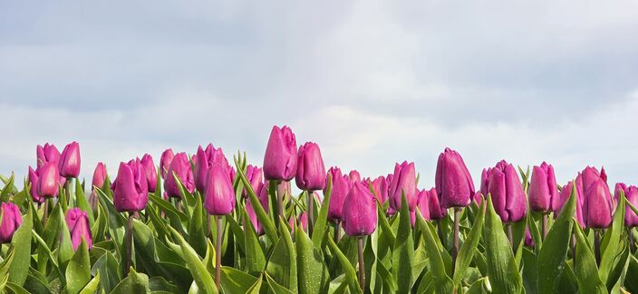 Foto gemaakt door Arnout Bolt - Loppersum - De zon schijnt vanuit de bewolking over deze prachtige bloeiende roze/paarse tulpen