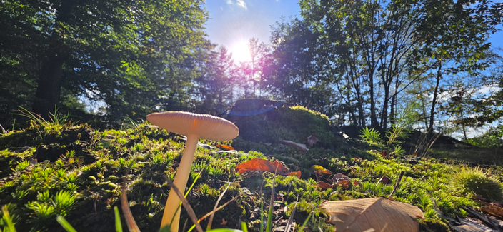 Foto gemaakt door Arnout Bolt - Gasselte - Paddestoelen in de zon Foto gemaakt door Arnout Bolt - Gasselte - Paddestoelen in de zon