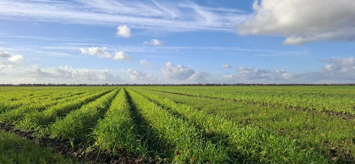 Foto gemaakt door Altjo Wubbema - Jipsingboertange