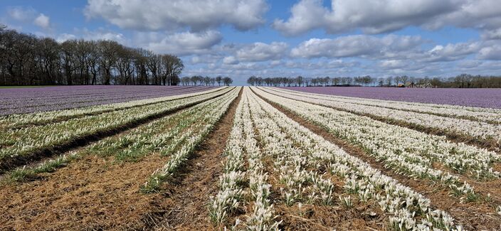 Foto gemaakt door Altjo Wubbema - Sellingen, Groningen