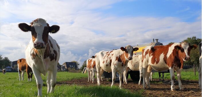 Foto gemaakt door Rob Beckers -  Venray