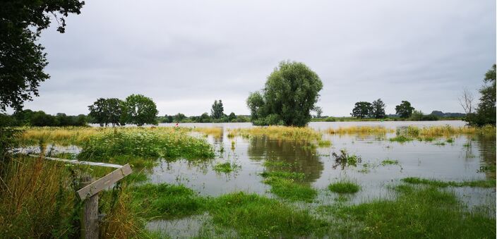 Foto gemaakt door Rob Beckers  - Well - Ook in het Noord-Limburgse Well beginnen de uiterwaarden vol te stromen. In de zomer is dit niet gebruikelijk. Mogelijk komt het in de toekomst wel vaker voor door klimaatverandering, net als perioden met extreme droogte.