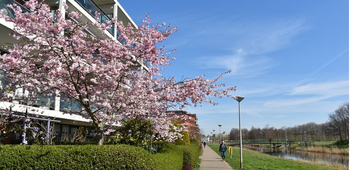 Foto gemaakt door Joost Mooij - Alphen aan den Rijn