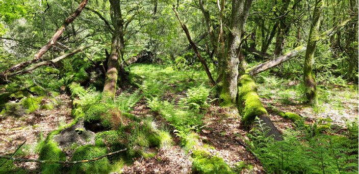 Foto gemaakt door Dorien Bouwman - Drenthe